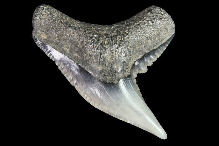 Colorful Fossil Tiger Shark (Galeocerdo) Tooth - Virginia #71144